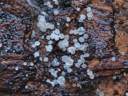 Hamatocanthoscypha laricionis