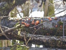 Ditangium cerasi