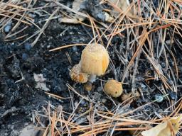 Coprinellus bipellis