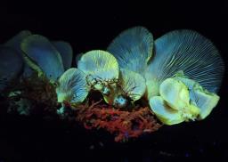 Sarcomyxa serotina
