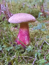 Caloboletus calopus