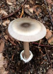 Amanita battarrae