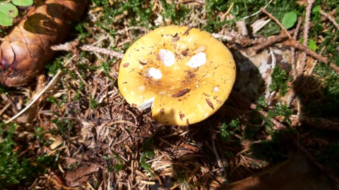 Russula fellea