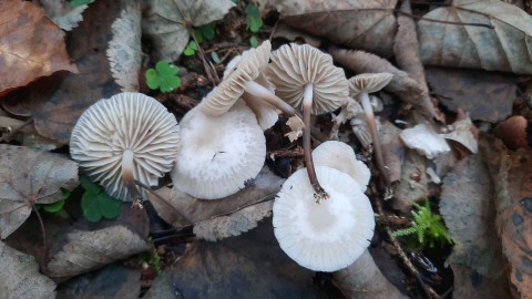 Marasmius wynneae