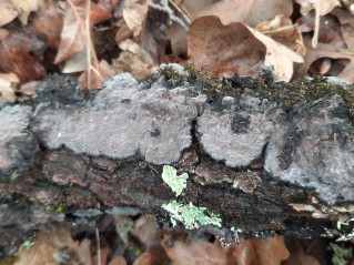 Peniophora quercina