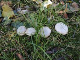 Collybia sordida