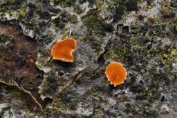 Orbilia carpoboloides