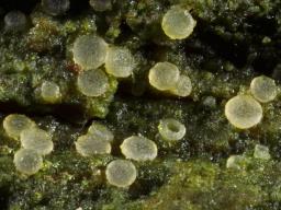 Coenogonium pineti