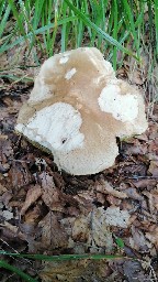 Boletus reticulatus
