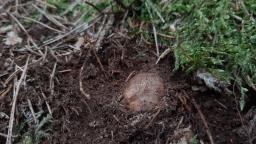 Elaphomyces granulatus