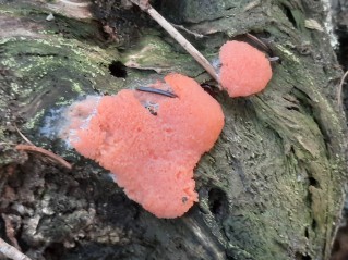 Tubifera ferruginosa
