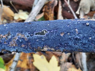 Terana coerulea