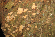 Stereum rugosum