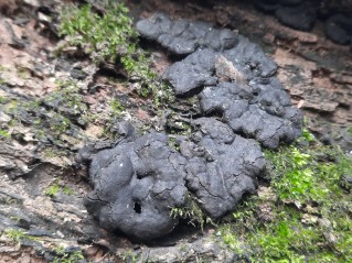 Kretzschmaria deusta
