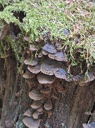Hymenochaete rubiginosa