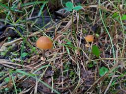 Pholiotina teneroides