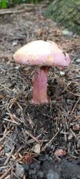 Calonarius suaveolens