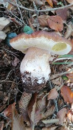 Boletus edulis