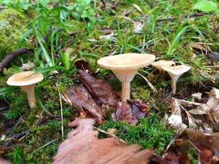 Infundibulicybe gibba