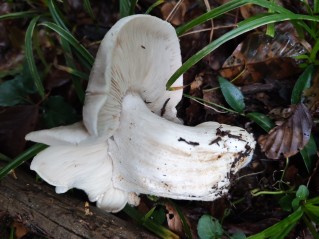 Tricholoma pardinum