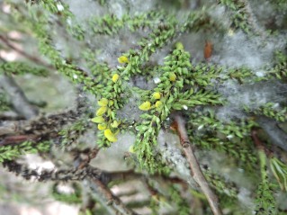 Taphrina johansonii