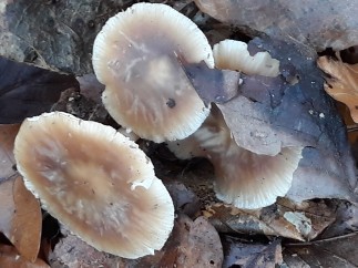 Rhodocollybia butyracea