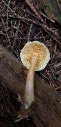 Gymnopilus penetrans