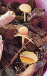 Lactocollybia cycadicola