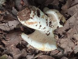 Lactifluus piperatus