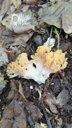 Ramaria formosa