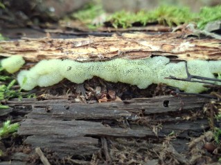 Ceratiomyxa porioides