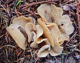 Otidea concinna