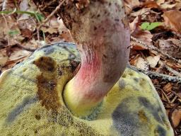 Caloboletus polygonius