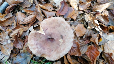 Tricholoma terreum