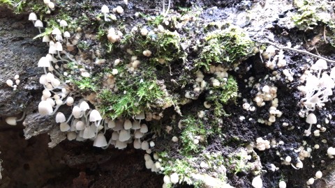 Coprinellus disseminatus