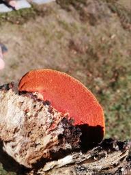 Pycnoporus cinnabarinus