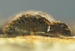 Hypoxylon fuscum