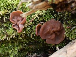 Discina ancilis