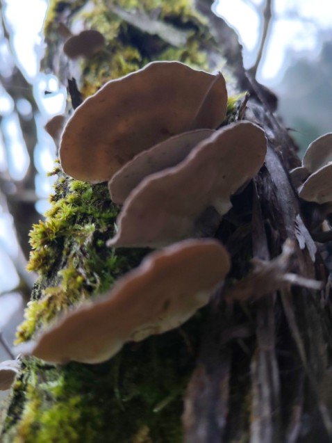 Trametes versicolor
