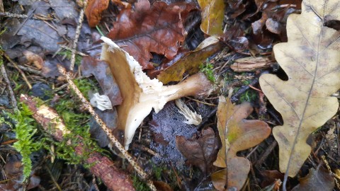 Ampulloclitocybe clavipes