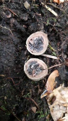 Elaphomyces granulatus