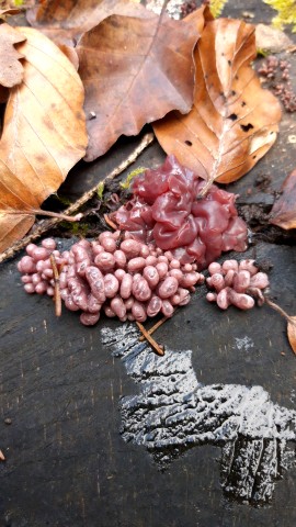 Ascocoryne sarcoides