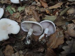 Lepista glaucocana