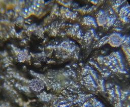 Saccobolus depauperatus