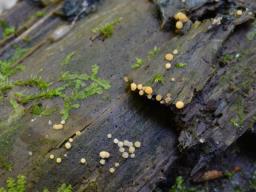 Bactridium flavum