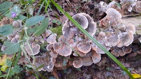 Trametes versicolor