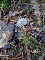 Mycetinis scorodonius