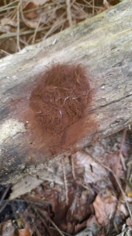 Stemonitis