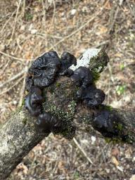 Exidia nigricans