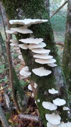 Trametes pubescens